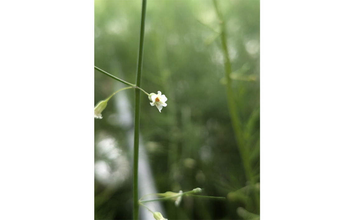 アスパラガスの贅沢セット