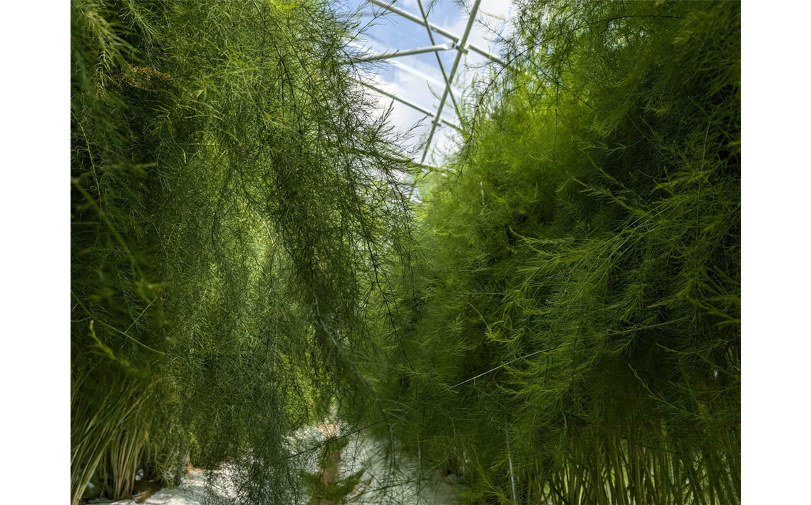 アスパラガスの贅沢セット