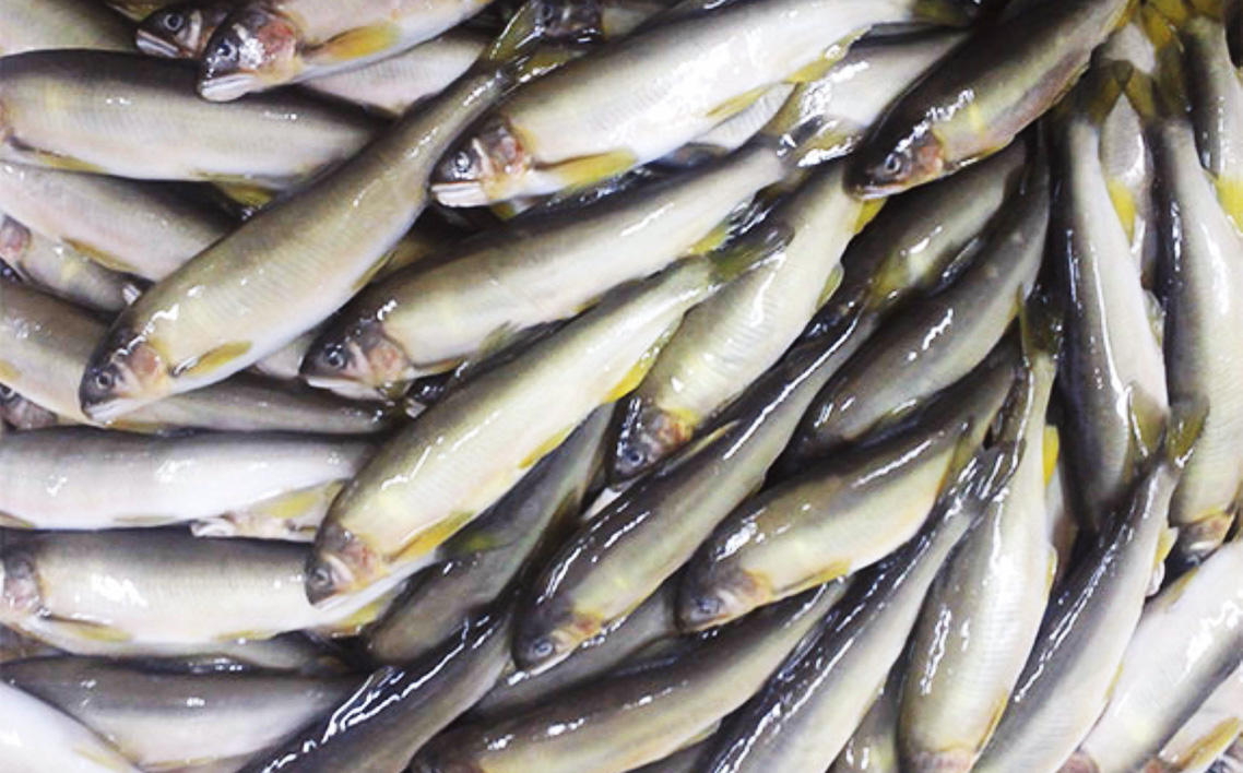 鮎の甘露煮3尾入り 無憂舘（府中市）