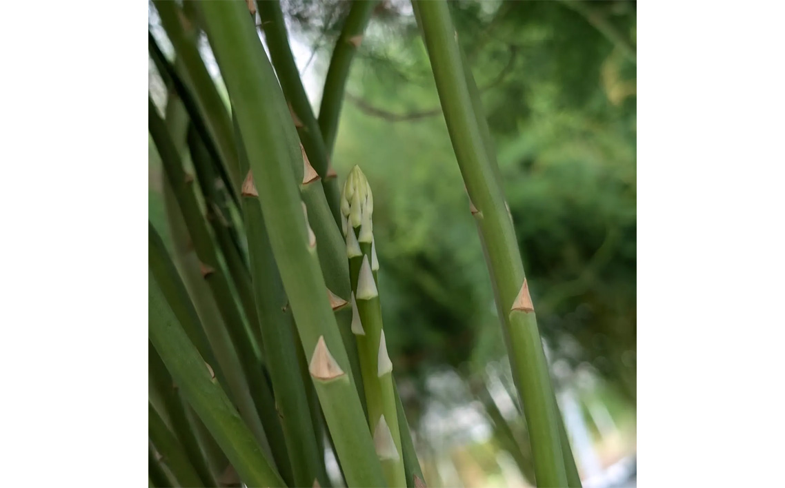 アスパラガス 777g