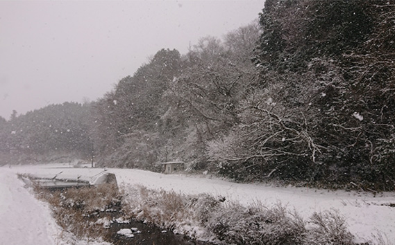 猪肉　焼肉用約1kg