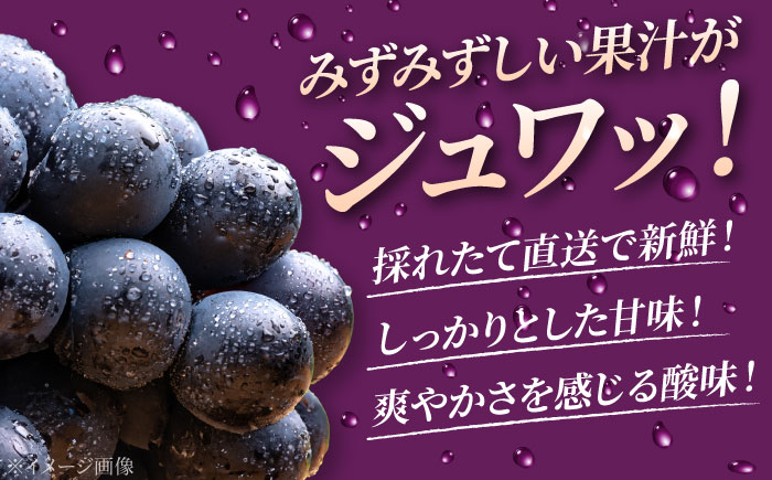 【2026年先行予約】＜8月下旬頃から順次発送＞三次の葡萄 ニューピオーネ 4房（約2kg） 種なし ぶどう ピオーネ ギフト フルーツ 果物 ブドウ 露地栽培 三次市/黒瀬ぶどう園［APAB001］