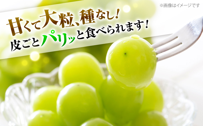 【2026年先行予約】＜9月上旬頃から順次発送＞シャインマスカット 2房（約1.4kg） 種なし フルーツギフト ギフト 高級 果物 三次市/黒瀬ぶどう園 [APAB002]