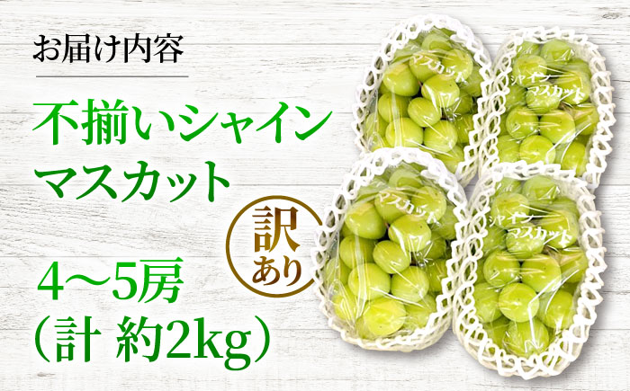 【2026年先行予約】 訳あり シャインマスカット（約2kg／4から5房）＜9月上旬頃から順次発送＞ 不揃い 三次市 / 黒瀬ぶどう園 [APAB009]