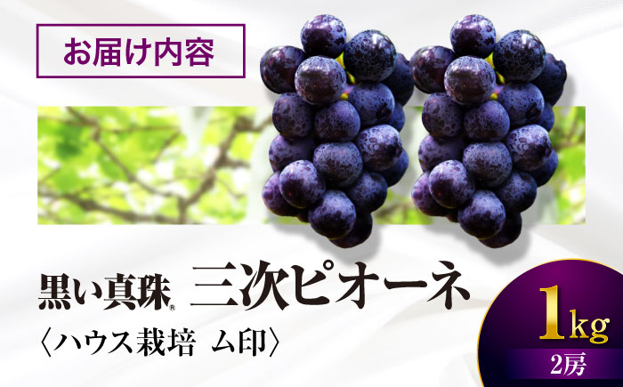 【数量限定】三次ピオーネ ハウス栽培ム印 1kg （2房） 80セット限定 ぶどう ピオーネ 葡萄 ブドウ フルーツ 果物 三次市 / 三次ピオーネ生産組合 [APBD001]