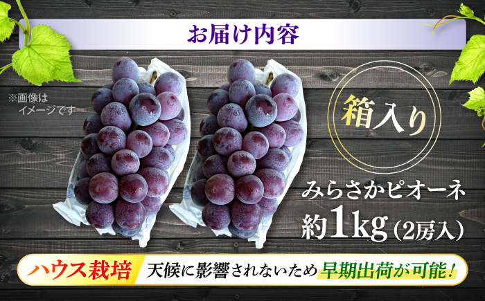 【7月中旬から8月上旬に順次発送】みらさかピオーネ（ハウス栽培）1kg 2房入 種無し ぶどう フルーツ ギフト ピオーネ 果物 三次市/みらさかピオーネ直売所 [APBE001]