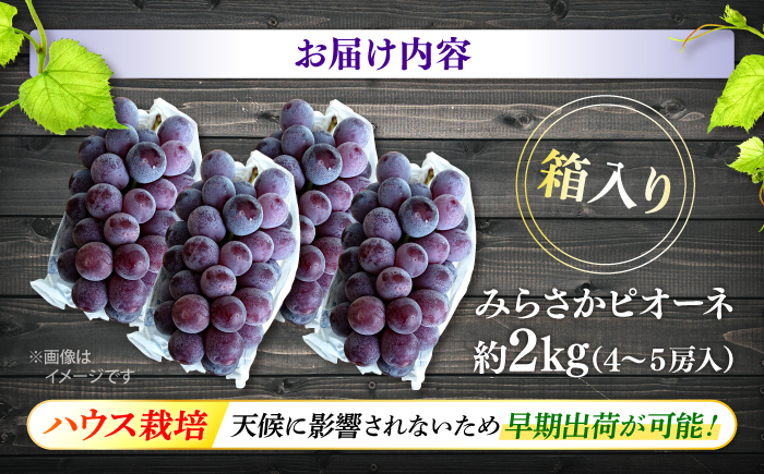 【7月中旬から8月上旬に順次発送】みらさかピオーネ（ハウス栽培）2kg 4から5房入 種無し ぶどう フルーツ ギフト ピオーネ 果物 三次市/みらさかピオーネ直売所 [APBE002]