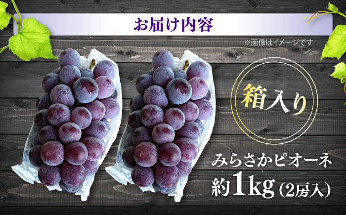 【先行予約】【8月下旬から9月上旬に順次発送】みらさかピオーネ（露地栽培）1kg 2房入 フルーツ ギフト ピオーネ ぶどう 果物 三次市/みらさかピオーネ直売所 [APBE003]