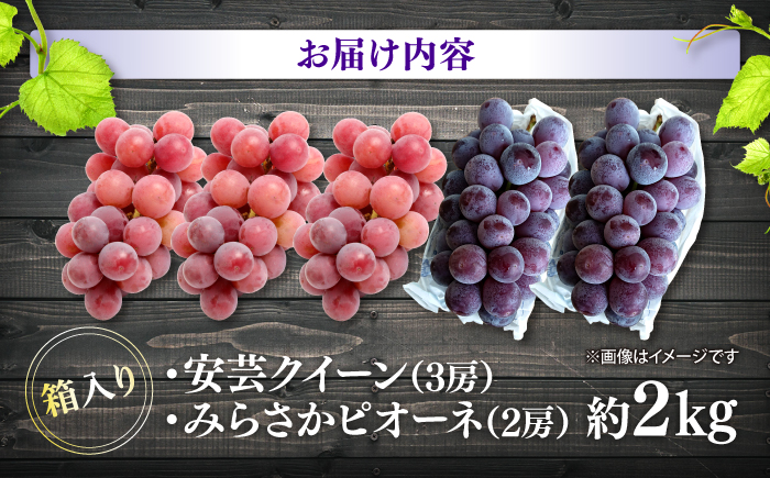 【先行予約】【8月下旬から9月上旬に順次発送】みらさかピオーネ2房＆安芸クイーン3房 計2kg 5房入 （露地栽培） フルーツ ギフト ピオーネ ぶどう 果物 三次市/みらさかピオーネ直売所 [APBE005]
