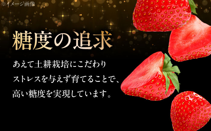【先行予約】【12月下旬から順次発送】水素水で育ったいちご「安芸こまち」2段箱入り（約850g）（24粒～36粒入） 低農薬 苺 イチゴ 高級 フルーツ 果物 ベリー ギフト 贈答 三次市/田中電機工業 [APBI003]