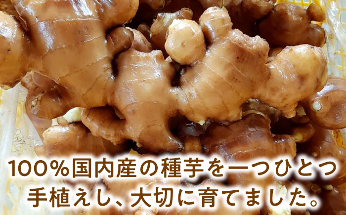 霧里（きりり）しょうが 三次市/農縁たねまき [APBX001]