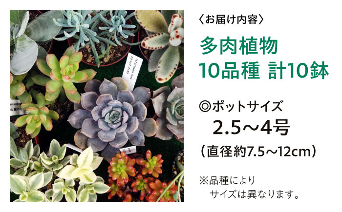 多肉植物 10品種10鉢セット 植物 セット 初心者 育てやすい 多肉植物 三次市/園芸王国パスタイム [APCJ001]