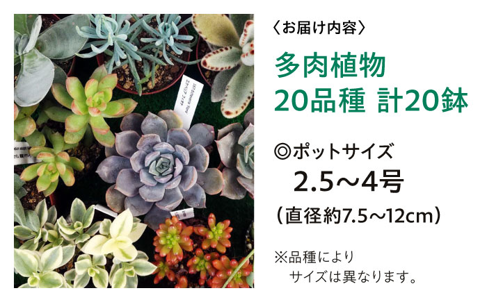 多肉植物 20品種20鉢セット 植物 セット 初心者 育てやすい 多肉植物 三次市/園芸王国パスタイム [APCJ002]