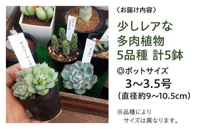 多肉植物 少しレアな5品種5鉢セット 植物 レア セット 珍しい 多肉植物 三次市/園芸王国パスタイム [APCJ003]