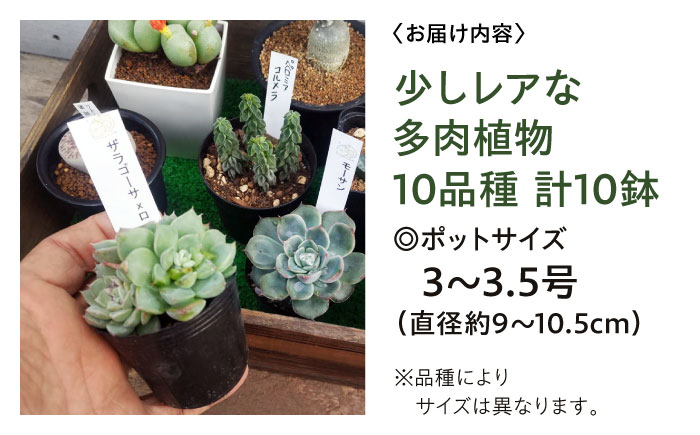 多肉植物 少しレアな10品種10鉢セット 植物 レア セット 珍しい 多肉植物 三次市/園芸王国パスタイム [APCJ004]