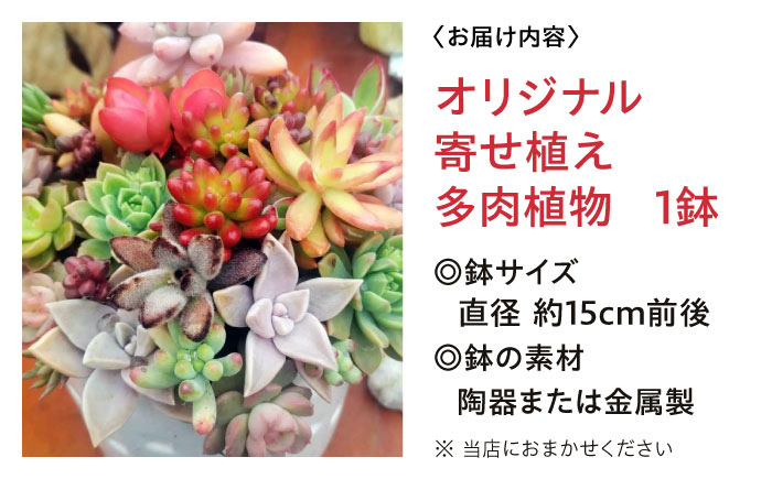 多肉植物 オリジナル寄せ植え 植物 多肉植物 寄せ植え インテリア 三次市/園芸王国パスタイム [APCJ005]