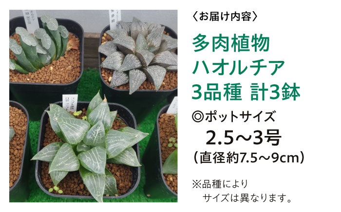 多肉植物 ハオルチア3品種3鉢セット 室内 植物 セット ハオルシア クリスタルプランツ 三次市/園芸王国パスタイム [APCJ006]