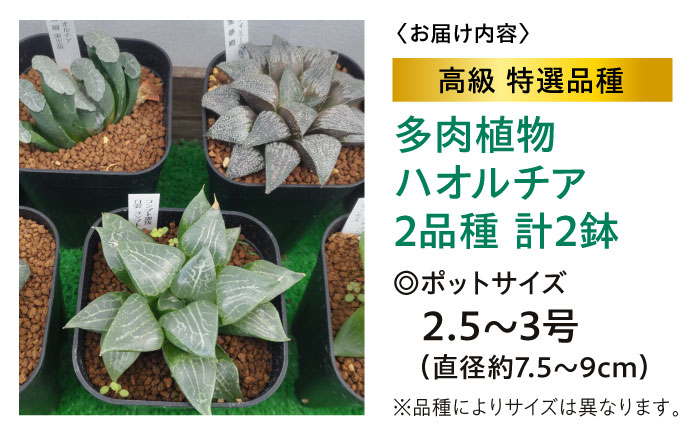 多肉植物 高級ハオルチア2品種2鉢セット 室内 植物 セット ハオルシア クリスタルプランツ 三次市/園芸王国パスタイム [APCJ007]
