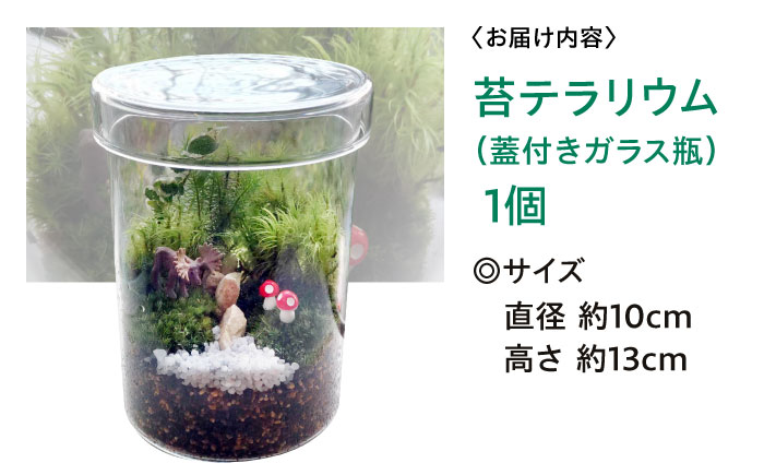 苔テラリウム （蓋付きガラス瓶）植物 コケテラリウム 苔 インテリア テラリウム 三次市/園芸王国パスタイム [APCJ008]