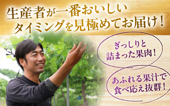 【2026年先行予約】＜8月下旬から順次発送＞ ピオーネ 1kg（2房） ぶどう 葡萄 フルーツ 果物 くだもの ぶどう ピオーネ 三次市/芝床農園 [APCK001]