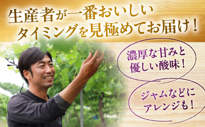 【2026年先行予約】＜9月上旬から順次発送＞ぶどう ベリーA 2kg（4～6房）赤秀 ぶどう 葡萄 フルーツ 果物 くだもの ぶどう 三次市/芝床農園 [APCK005]