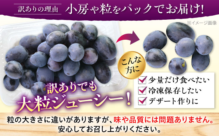 【先行予約】【8月上旬から8月末に順次発送】【訳あり】ピオーネ 約1kg（約500g×2パック）ハウス栽培 ぶどう 果物 ピオーネ フルーツ 葡萄 ブドウ 三次市/西田ぶどう園 [APCM007]