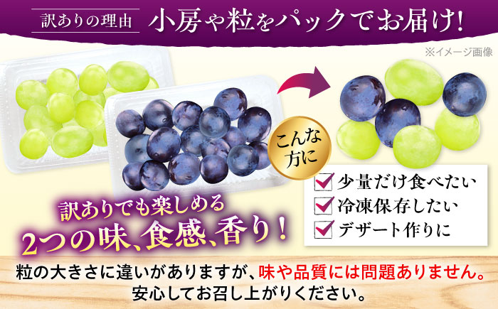 【2026年先行予約】＜9月中旬から順次発送＞【訳あり】ピオーネ&シャインマスカット 2種セット 計約1kg（各約500g×1パック）露地栽培 ぶどう ピオーネ マスカット 三次市/西田ぶどう園 [APCM008]