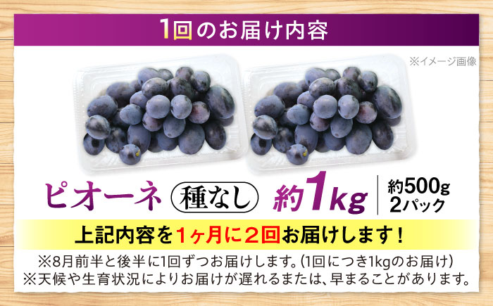 【先行予約】【月2回お届け】【8月上旬から8月末に順次発送】【訳あり】ピオーネ 約1kg×2回 ハウス栽培 ぶどう 果物 ピオーネ フルーツ 葡萄 ブドウ 三次市/西田ぶどう園 [APCM014]