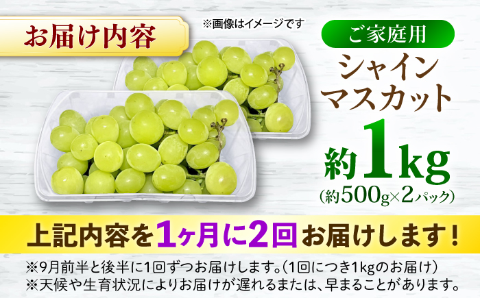 【先行予約】【月2回お届け】【9月上旬から9月末に順次発送】【訳あり】シャインマスカット 約1kg×2回 露地栽培 シャインマスカット マスカット 果物 フルーツ 葡萄 ぶどう 三次市/西田ぶどう園 [APCM015]