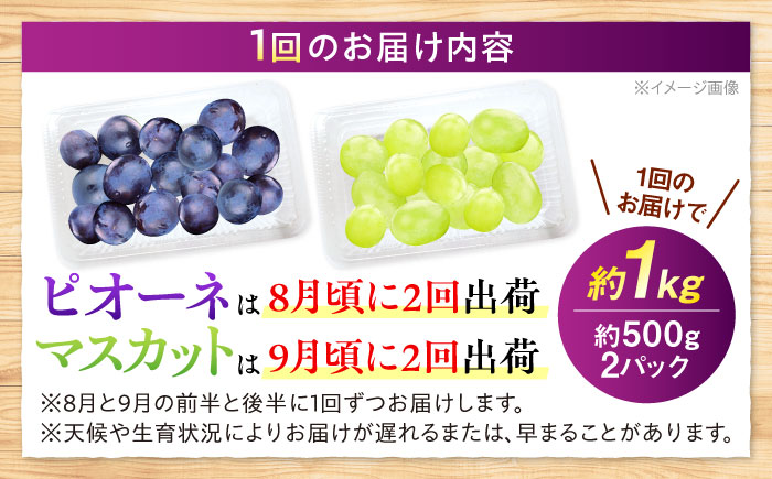 【先行予約】【全4回定期便】【月2回×2ヶ月】【8月上旬から9月末に順次発送】【訳あり】 8月ピオーネ1kg×2回 / 9月シャインマスカット1kg×2回 ぶどう 計4kg マスカット ブドウ シャイン 葡萄 三次市/西田ぶどう園 [APCM016]