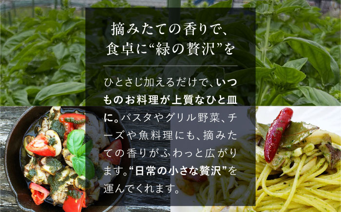 【先行予約】【2026年6月中旬頃から順次発送】 バジルペースト ２個セット ＜数量限定100セット＞ 摘みたて バジル フレッシュ 生ペースト 三次市 / Atelier＋BOTANICAL [APCX001]