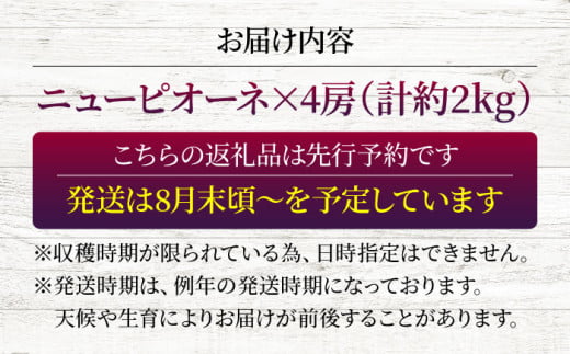 【2026年先行予約】＜8月下旬頃から順次発送＞三次の葡萄 ニューピオーネ 4房（約2kg） 種なし ぶどう ピオーネ ギフト フルーツ 果物 ブドウ 露地栽培 三次市/黒瀬ぶどう園［APAB001］