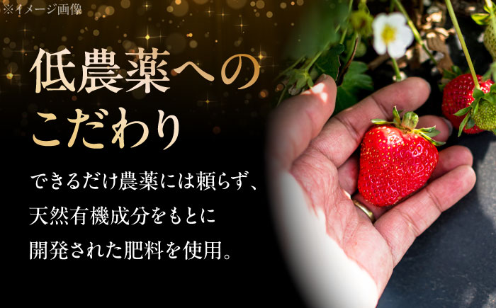 【先行予約】いちご 一段箱 ＜2026年1月以降順次発送＞水素水で育ったいちご「安芸こまち」1段箱入り（約400g）（12粒～18粒入） 低農薬 苺 イチゴ 高級 フルーツ 果物 ベリー ギフト 贈答 三次市/田中電機工業 [APBI002]