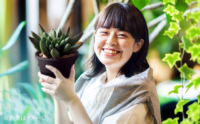 多肉植物 10品種10鉢セット 植物 セット 初心者 育てやすい 多肉植物 三次市/園芸王国パスタイム [APCJ001]