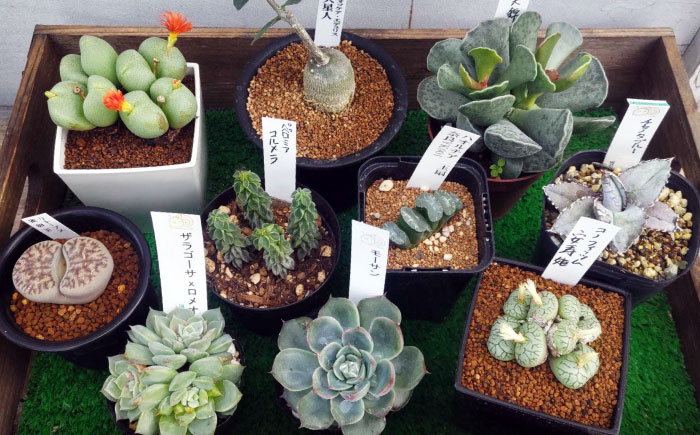 多肉植物 少しレアな5品種5鉢セット 植物 レア セット 珍しい 多肉植物 三次市/園芸王国パスタイム [APCJ003]