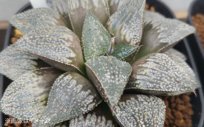 多肉植物 高級ハオルチア2品種2鉢セット 室内 植物 セット ハオルシア クリスタルプランツ 三次市/園芸王国パスタイム [APCJ007]