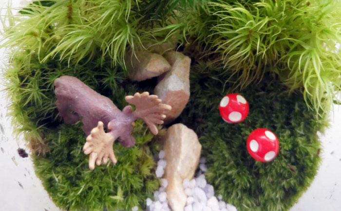 苔テラリウム （蓋付きガラス瓶）植物 コケテラリウム 苔 インテリア テラリウム 三次市/園芸王国パスタイム [APCJ008]