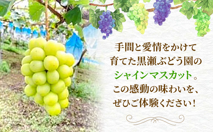 【2026年先行予約】＜9月上旬頃から順次発送＞シャインマスカット 2房（約1.4kg） 種なし フルーツギフト ギフト 高級 果物 三次市/黒瀬ぶどう園 [APAB002]