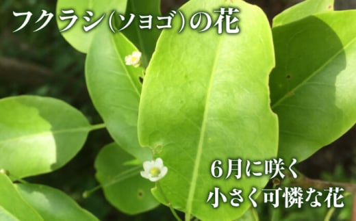升田養蜂場のはちみつ ふくらしと百花の蜂蜜セット 600g×2種類 国産 非加熱 香料無添加 ハニー お取り寄せ グルメ 産地直送 ふるさと納税 ギフト 贈答 プレゼント 広島県産 スーパーフード パンケーキ ヨーグルト 三次市/升田養蜂場 [APAE007]