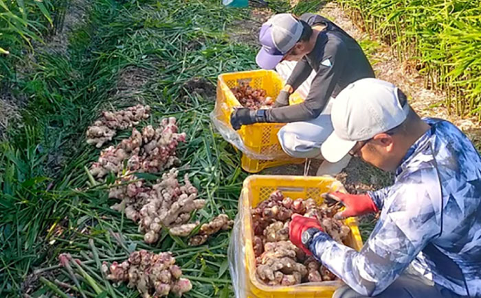 霧里（きりり）しょうが 三次市/農縁たねまき [APBX001]