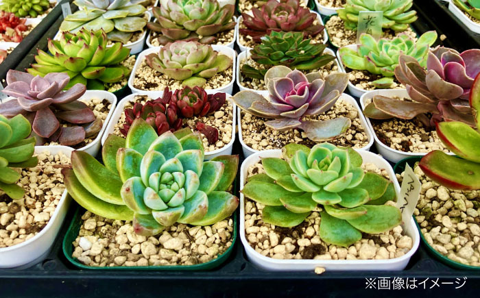 多肉植物 少しレアな10品種10鉢セット 植物 レア セット 珍しい 多肉植物 三次市/園芸王国パスタイム [APCJ004]