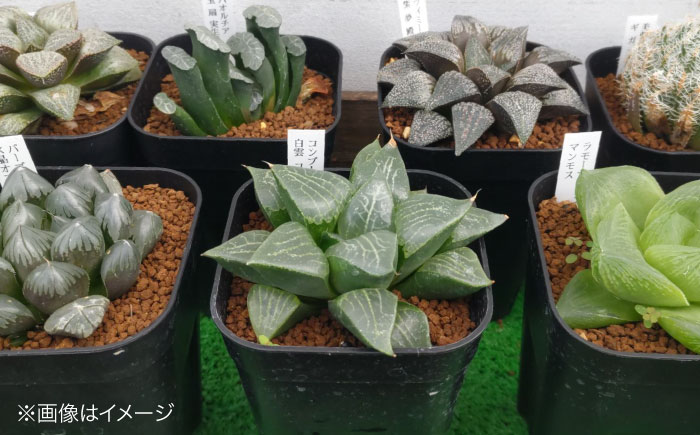 多肉植物 高級ハオルチア2品種2鉢セット 室内 植物 セット ハオルシア クリスタルプランツ 三次市/園芸王国パスタイム [APCJ007]