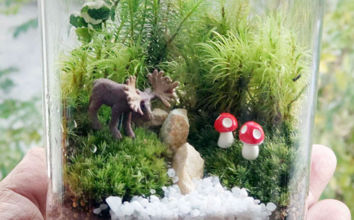苔テラリウム （蓋付きガラス瓶）植物 コケテラリウム 苔 インテリア テラリウム 三次市/園芸王国パスタイム [APCJ008]