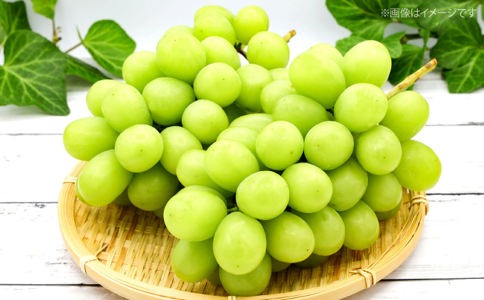 【2026年先行予約】＜9月上旬頃から順次発送＞シャインマスカット 2房（約1.4kg） 種なし フルーツギフト ギフト 高級 果物 三次市/黒瀬ぶどう園 [APAB002]