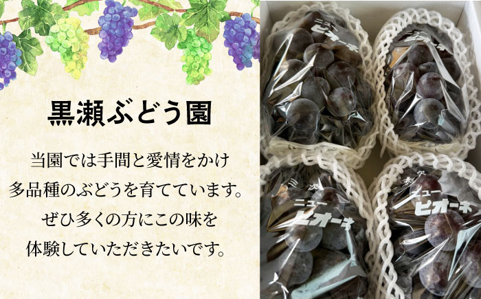 【2026年先行予約】＜8月下旬頃から順次発送＞不揃い小房ニューピオーネ5房（約2kg） 訳あり 不揃い ふぞろい 種なし ぶどう ニュー ピオーネ フルーツ 果物 ブドウ 三次市/黒瀬ぶどう園 [APAB003]