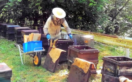 升田養蜂場のはちみつ 百花蜂蜜 1200g×1本 大容量 国産 非加熱 香料無添加 ハニー お取り寄せ グルメ 産地直送 ふるさと納税 ギフト 贈答 プレゼント 広島県産 スーパーフード パンケーキ ヨーグルト 三次市/升田養蜂場 [APAE006]