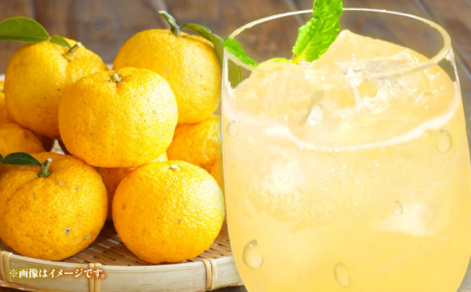 ユズダー12本セット 三次市/NPO法人 元気むらさくぎ [APAY001]