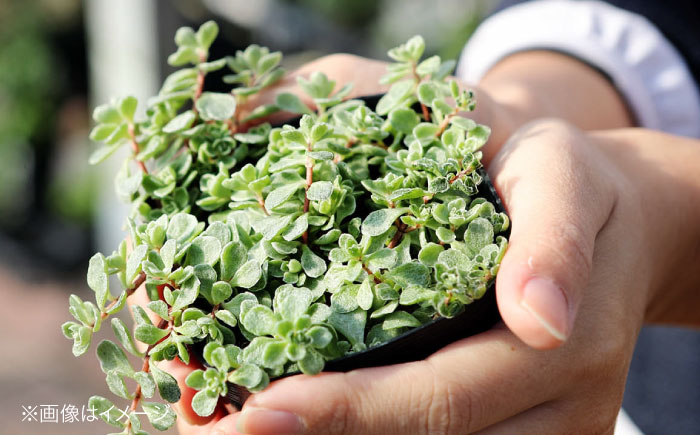多肉植物 10品種10鉢セット 植物 セット 初心者 育てやすい 多肉植物 三次市/園芸王国パスタイム [APCJ001]