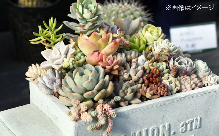 多肉植物 オリジナル寄せ植え 植物 多肉植物 寄せ植え インテリア 三次市/園芸王国パスタイム [APCJ005]