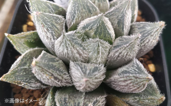 多肉植物 高級ハオルチア2品種2鉢セット 室内 植物 セット ハオルシア クリスタルプランツ 三次市/園芸王国パスタイム [APCJ007]